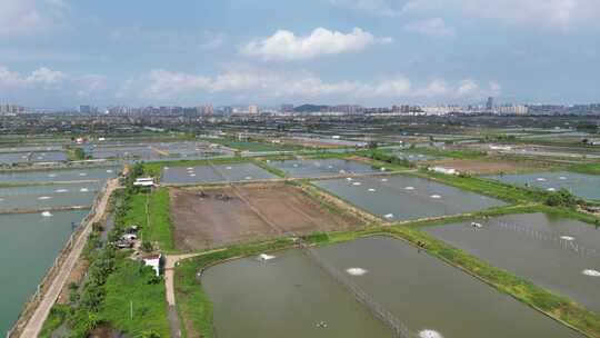 珠三角土塘养殖