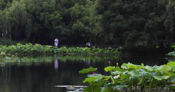 杭州西湖中式园林初夏细雨荷叶曲院风荷