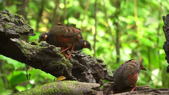栗腹山楂鸟，树冠和后颈呈红褐色，腿红色，