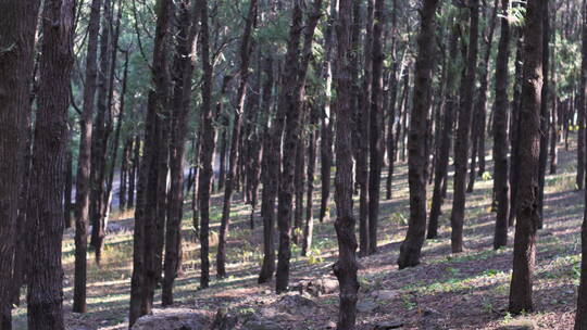 中国人女性女人驴友森林树林徒步旅游漫步