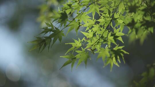 树叶小草灌木小溪鸭子012