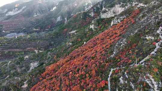 秋日红叶森林航拍满山红叶