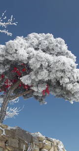 山东泰山风景区雪景下雪