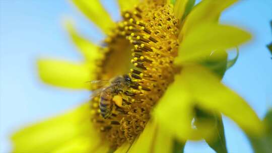 4K唯美蜂蜜向日葵采蜜视频素材视频素材模板下载