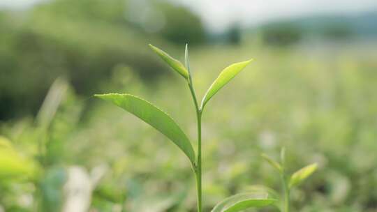 茶园绿茶采摘