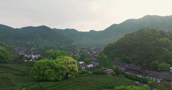 杭州西湖龙井梅家坞梅灵路