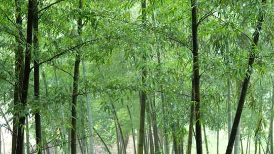 竹林竹叶禅意下雨天唯美空镜