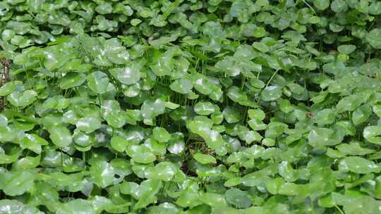 金钱草、铺地莲