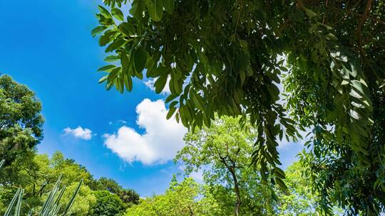 夏天阳光树枝香樟树的树荫