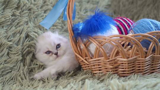 白色可爱的小猫躺在羊毛球的篮子旁