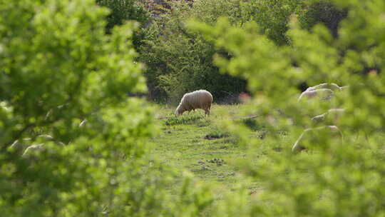 羊在绿色草地上吃草视频素材模板下载