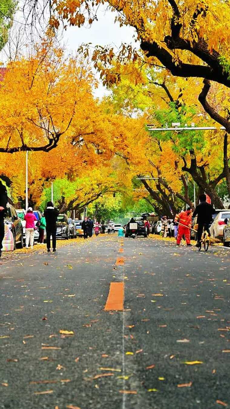 北京金色秋天黄色的树叶街景