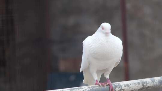 白色鸽子