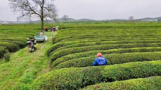 视频素材，唯美意境，清新自然，治愈系风景
