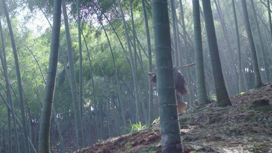 乡野山夫