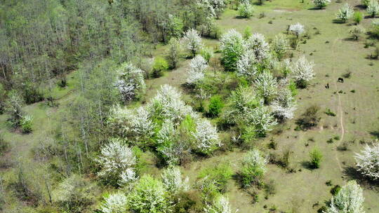 开满白色花的梨花林