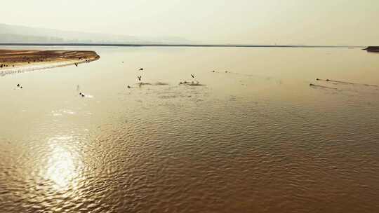 黄河湿地候鸟生态航拍