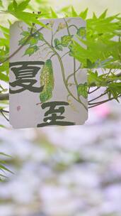 【竖屏】夏至节气夏天小清新空镜合集