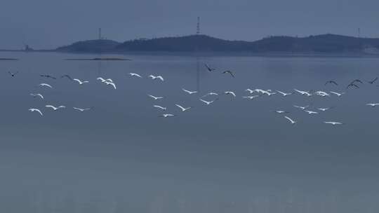 江西鄱阳湖湿地小天鹅候鸟航拍自然风光