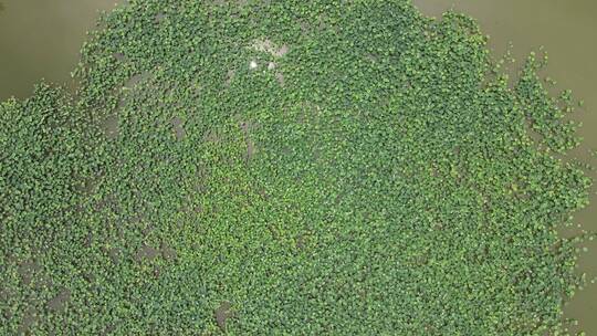 自然风光山川河流树林森林植物航拍