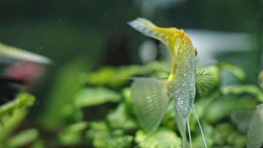 神仙鱼水族馆鱼类热带鱼特写