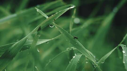 清晨植物叶子上的露水高清在线视频素材下载