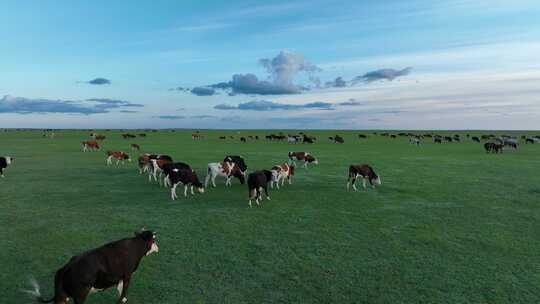 航拍呼伦贝尔草原放牧824牛群824
