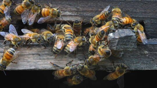 4K蜜蜂蜂蜜蜂箱升格