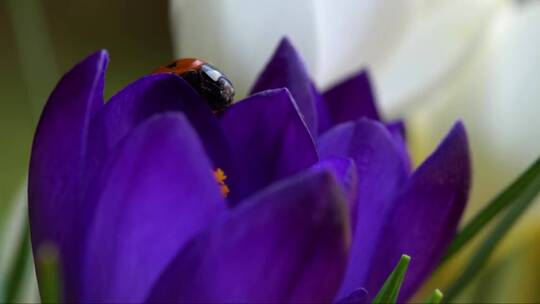 紫色花瓣上的瓢虫视频素材模板下载