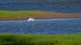 白鹭在湿地公园里的湖水上飞行高清在线视频素材下载