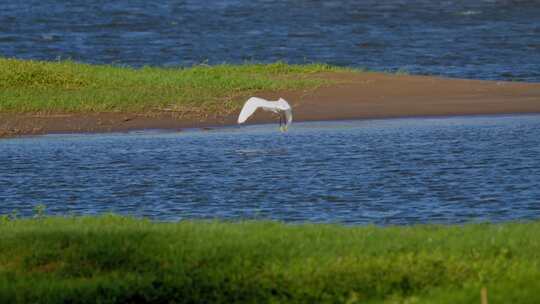 白鹭在湿地公园里的湖水上飞行