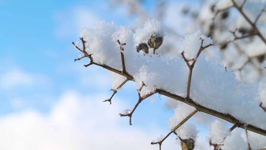 4K冬日冬季雪地阳光穿过植物雾凇冰挂
