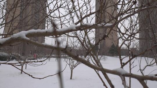 社区小区下雪树枝积雪