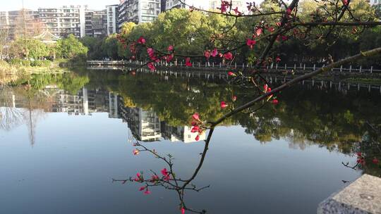 春天海棠花树