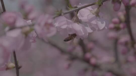 蜜蜂桃花采蜜慢镜头升格LOG