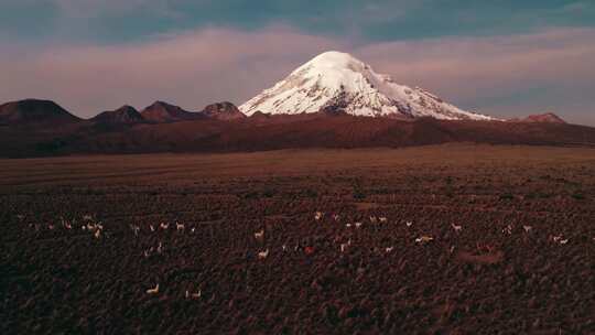 Sajama，火山，羊驼，牧群