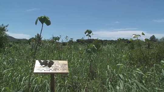 J广东珠海淇澳红树林湿地生态园莲叶桐实拍