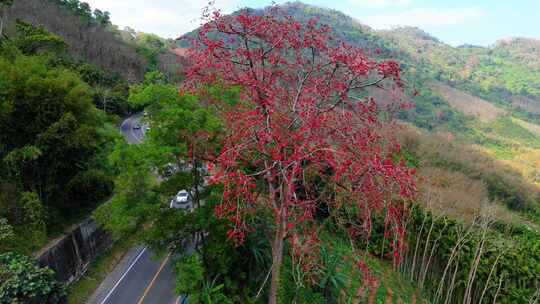 海南白沙九架岭木棉花