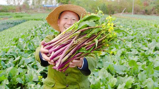 红菜苔产地