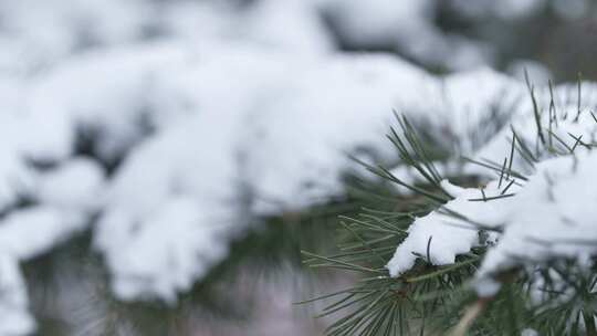 冬天下雪唯美雪景松树枝头被雪覆盖