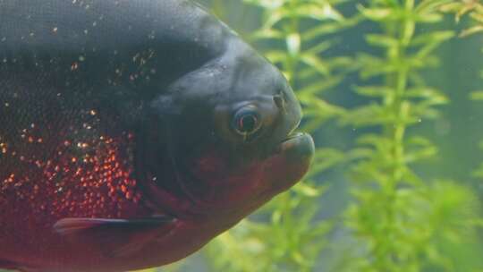 食人鱼，水族馆，鱼，游泳