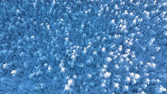 航拍林海雪原银色松林