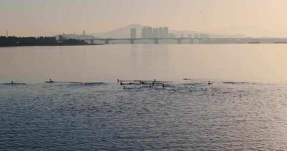 杭州双浦钱塘江五丰岛生态环境鸬鹚越冬风光