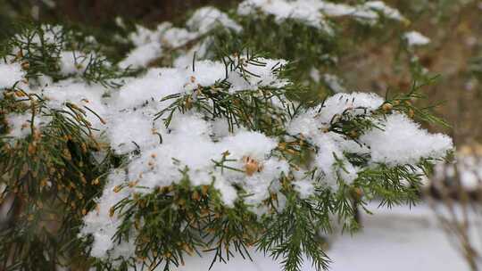 冬季下雪 雪景 冬天 雪花飘落 雪花