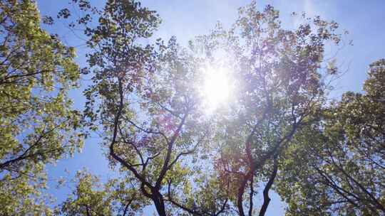 夏天阳光穿过树林树叶子自然风景视频素材