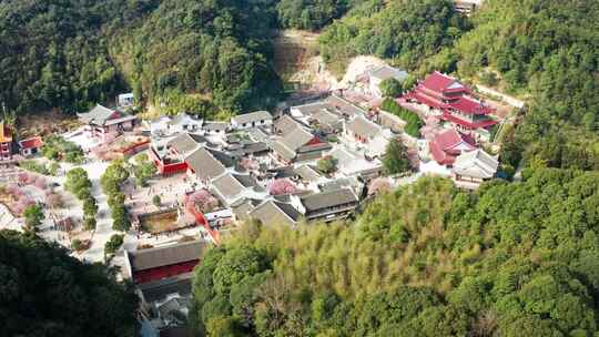 福州林阳寺梅花盛开全景