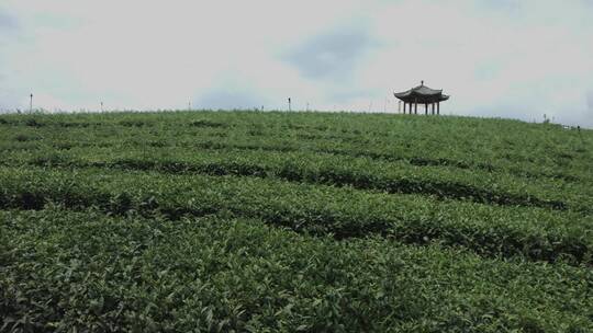 茶山采茶