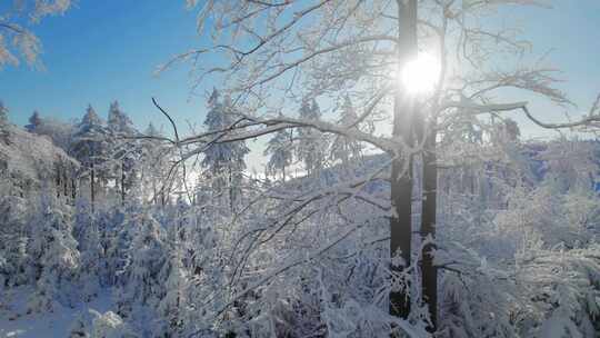 树、树枝、雪、光束