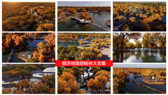 额济纳 额济纳旗 胡杨林航拍高清在线视频素材下载