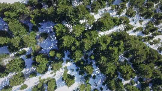 热门镜头，雪，林地，森林